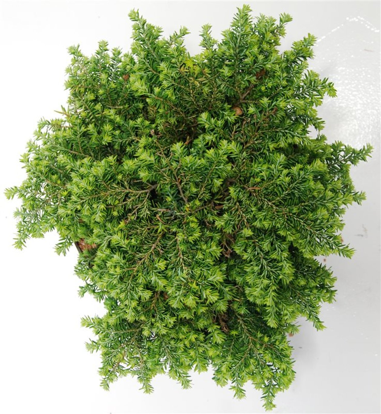 Tsuga can. 'Popeleski' - C7.5 30-40 CM